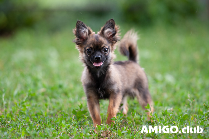 Chihuahua long-haired puppy, male pet class FCI Voronezh  Voronezh - photo 1