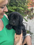 Cane corso pentu, uros, nainen breed class FCI Krasnodar  доставка из г.Krasnodar