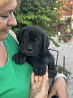 Italian cane corso puppy, male, female breed class FCI Krasnodar  Delivery from Krasnodar