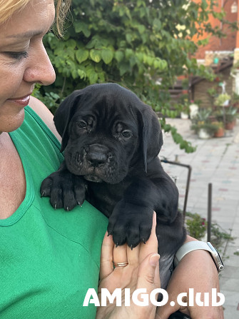 Cane corso pentu, uros, nainen breed class FCI Krasnodar  Krasnodar - изображение 1