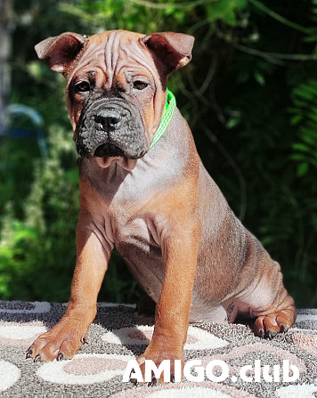 Chongqing dog puppy, female show class FCI Moscow  Moscow - photo 1