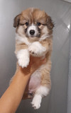 Welsh corgi pembroke cachorro, mujer tribal marriage FCI Volgograd  Delivery from Volgograd