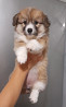 Welsh corgi pembroke puppy, female tribal marriage FCI Volgograd  Delivery from Volgograd