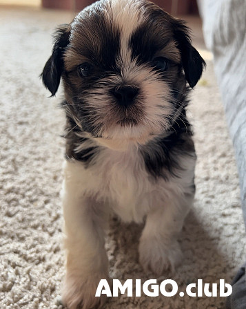 Shih tzu puppy, male show class FCI Moscow  Moscow - photo 1