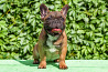 French bulldog puppy, female breed class FCI Krasnoyarsk  Delivery from Krasnoyarsk