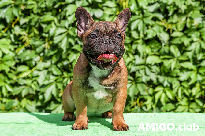 Franču buldogs kucēns, sieviete breed class FCI Krasnoyarsk  Krasnoyarsk - изображение 1