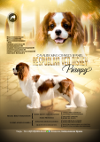Cavalier king charles spanjel mees breed class FCI paaritumiseks Tver  Tver