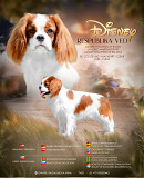 Cavalier king charles spaniel masculin breed class FCI pour l'accouplement Tver  Tver