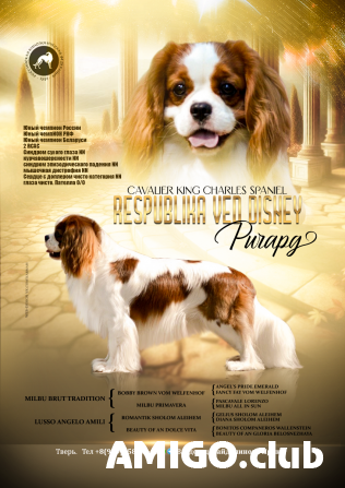 Cavalier king charles spaniel männlich breed class FCI zur paarung Tver  Tver - изображение 1