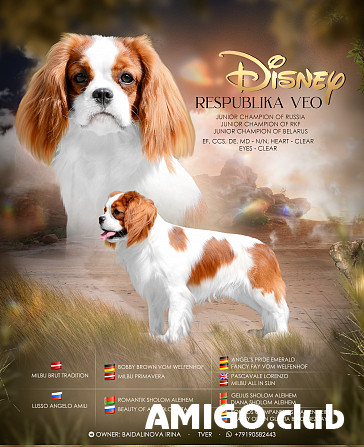 Cavalier king charles spaniel männlich breed class FCI zur paarung Tver  Tver - изображение 1