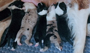 Border collie puppy, male, female show class FCI Simferopol  Delivery from Simferopol