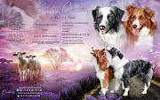 Border collie cachorro, masculino, mujer show class FCI Simferopol  Delivery from Simferopol