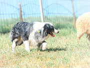 Border collie chiot, masculin, femme show class FCI Simferopol  доставка из г.Simferopol