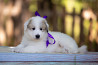 Pyrenean mountain dog puppy, male, female show class FCI Vladivostok  Delivery from Vladivostok