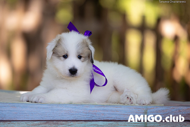 Pyrenean mountain dog puppy, male, female show class FCI Vladivostok  Vladivostok - photo 1