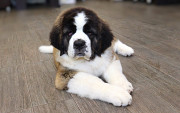 Chien du mont saint-bernard - saint-bernard poil long chiot, femme show class FCI Belgorod  доставка из г.Belgorod