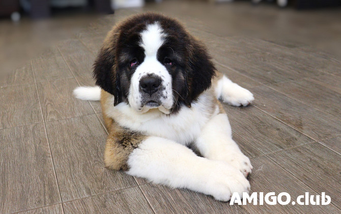 St. bernard long-haired puppy, female show class FCI Belgorod  Belgorod - photo 1