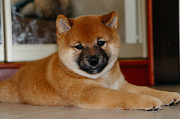 Shiba cachorro, masculino, mujer breed class FCI Nizhniy Novgorod  Delivery from Nizhniy Novgorod