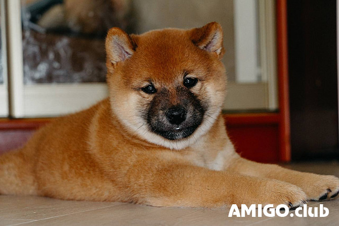 Shiba kutsikas, mees, naissoost breed class FCI Nizhniy Novgorod  Nizhniy Novgorod - изображение 1