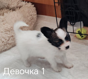 Kontinentaler zwergspaniel papillon hündchen, männlich, weiblich show class FCI Chelyabinsk  доставка из г.Chelyabinsk