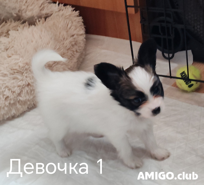 Spaniel continental enano de compañía papillon cachorro, masculino, mujer show class FCI Chelyabinsk  Chelyabinsk - photo 1