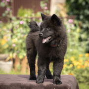 Eurasier kutsikas, mees show class FCI Perm 