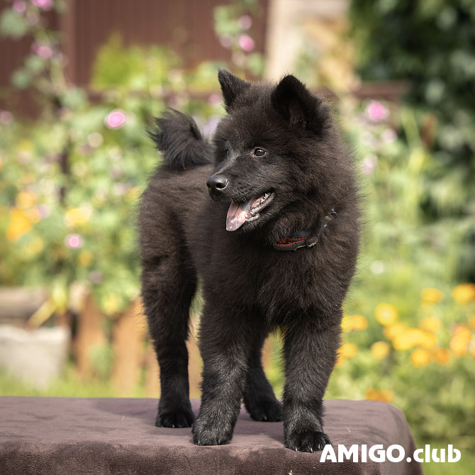 Eurasian puppy, male show class FCI Perm  Perm - photo 1