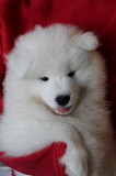 Samoyedo cachorro, mujer show class FCI Chelyabinsk  Delivery from Chelyabinsk