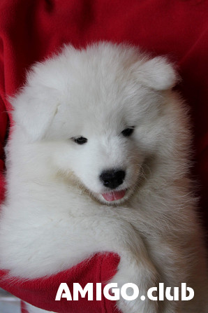 Samoyedo cachorro, mujer show class FCI Chelyabinsk  Chelyabinsk - photo 1