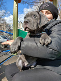 Cane corso pentu, nainen FCI Vladivostok  доставка из г.Vladivostok