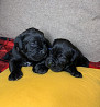 Italian cane corso puppy, female FCI Vladivostok  Delivery from Vladivostok