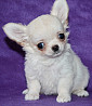 Chihuahua poil long chiot, masculin pet class FCI Sankt-Peterburg  доставка из г.Sankt-Peterburg