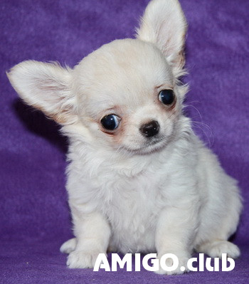 Chihuahueño pelo largo cachorro, masculino pet class FCI Sankt-Peterburg  Sankt-Peterburg - photo 1