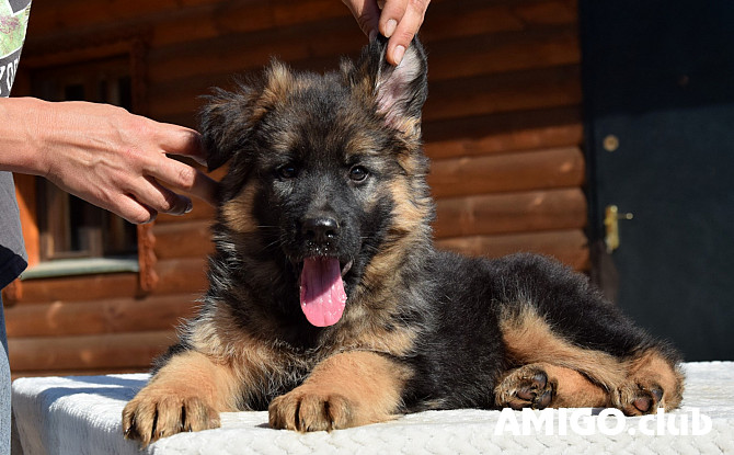 German shepherd dog long and harsh outer coat puppy, female show class FCI Pushkino  Pushkino - photo 1