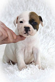 Staffordshire bull terrier puppy, male, female show class FCI Sankt-Peterburg  Delivery from Sankt-Peterburg