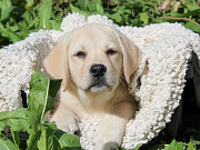 Labrador retriever puppy, female breed class FCI Usman'  Delivery from Usman'