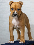 American staffordshire terrier puppy, female show class FCI Bugul'ma  Delivery from Bugul'ma