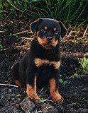 Rottweiler puppy, male, female show class FCI Chelyabinsk  Delivery from Chelyabinsk