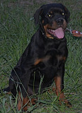 Rottweiler chiot, masculin, femme show class FCI Chelyabinsk  доставка из г.Chelyabinsk