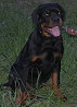 Rottweiler puppy, male, female show class FCI Chelyabinsk  Delivery from Chelyabinsk