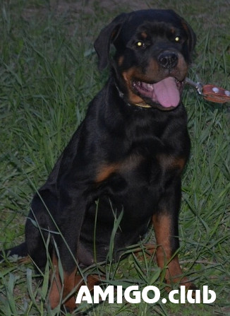 Rottweiler hündchen, männlich, weiblich show class FCI Chelyabinsk  Chelyabinsk - изображение 1