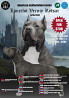 American staffordshire terrier männlich show class FCI zur paarung Moscow  Moscow