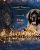 Leonbergers kucēns, vīrietis, sieviete show class FCI Gatchina  доставка из г.Gatchina