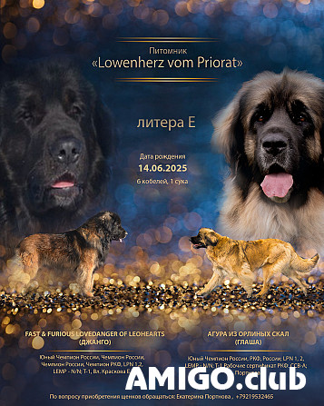 Leonbergeris šuniukas, patinas, moteris show class FCI Gatchina  Gatchina - изображение 1