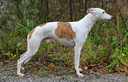 Whippet male  FCI for mating Moscow  Moscow