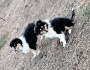 Collie rough puppy, female tribal marriage FCI Volgograd  Volgograd