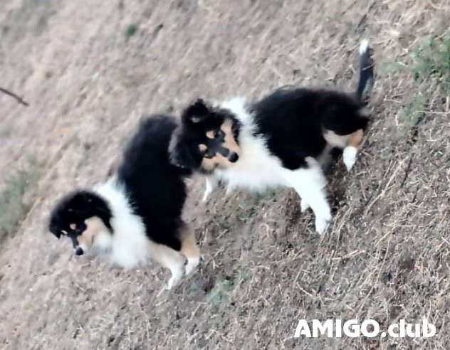 Collie rough puppy, female tribal marriage FCI Volgograd  Volgograd - photo 1