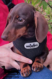 Dachshund conejo dachshund cachorro, masculino pet class UCI Moscow  Delivery from Moscow