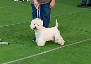 West highland white terrier hündchen, männlich, weiblich breed class FCI Rostov-na-Donu  Rostov-na-Donu