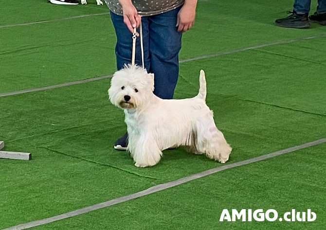 Vesthailendas baltais terjers kucēns, vīrietis, sieviete breed class FCI Rostov-na-Donu  Rostov-na-Donu - изображение 1